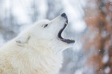 Canvas Print - male Arctic wolf (Canis lupus arctos) detail of a howling wolf