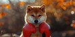 Doge wearing red boxing gloves ready to fight - action pose