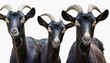 black goat collection portrait standing animal bundle isolated on a white background as transparent png