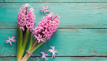 Two Fresh Pink Hyacinths Flowers On Turquoise Painted Wooden B