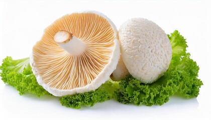 Poster - lion mane mushroom isolated on white background