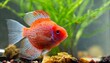 blood parrot cichlid fish swimming in aquarium unny taiwan hybrid fish playing in fishbowl