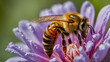 bee on a beautiful flower macro