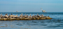 A Large Flock Of Pelicans Rests On A Rock Pier In The Gulf Of Mexico, Alabama