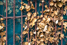 Brown Old Leaves From A Climbing Plant On The Fence