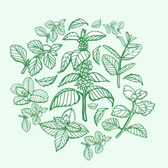 Wall Mural - Isolated vector hand drawn set of peppermint and melissa.Mint leaves branches and flowers, spearmint and melissa herbs.Culinary or medical aromatic plant twigs.Botanical elements on a white background