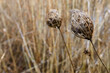 Okrągłe suche rośliny w tlę bokeh sucha jesienna łąka