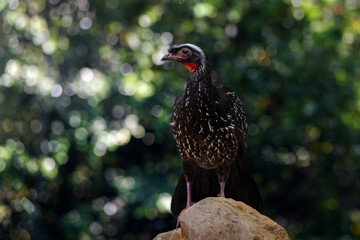 Wall Mural - White-browed Guan bird (Penelope jacucaca)