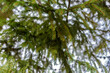 zielone gałęzie drzewa świerk zbliżenie
