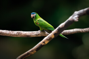 Sticker - Red-shouldered Macaw (Diopsittaca nobilis) or Noble Macaw