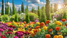 Bright Beautiful Flower Garden With Tagetes And Different Flowers On A Sunny Day