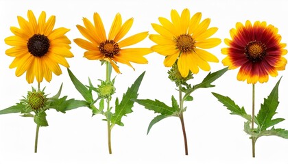 Wall Mural - botanical collection four yellow flowers isolated on a white background top view lanceleaf coreopsis sunflower heliopsis helianthoid gaillardia elements for creating collage or design postcards