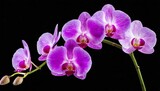 Fototapeta Storczyk - purple orchid flower isolated on transparent background