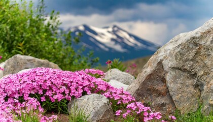 Canvas Print - near a large stones and other plants the phlox subulata grows and blossoms in pink flowers