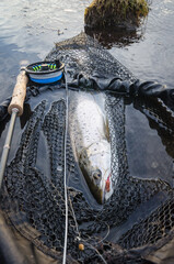 Wall Mural - Fishing sea trout on the fly rod