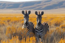 Two Majestic Zebras Graze On The Lush Savanna Grass, Framed By Towering Mountains, Showcasing The Beauty Of These Graceful Terrestrial Animals In Their Natural Habitat