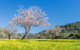 Fototapeta Zwierzęta - Vibrant Springtime Blossoms Amidst a Meadow of Yellow Wildflowers