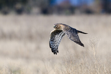 Wall Mural - Northern Harrier flying low across field in search of food during winter