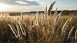 Tussock of prairie grass on plain white background from Generative AI