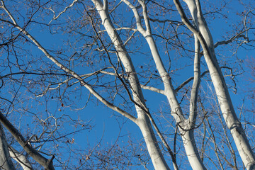 Poster - Platanus × acerifolia tree limbs with bright highlights on a clear winter blue sky