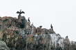Seabirds sit on a stone in the middle of the sea. Marine dens of the Russian Far East. Far Eastern Marine Reserve.