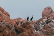 Seabirds sit on a stone in the middle of the sea. Marine dens of the Russian Far East. Far Eastern Marine Reserve.