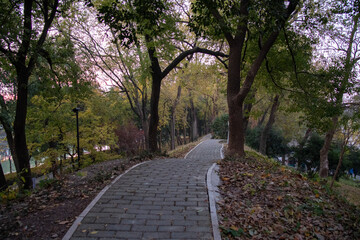 Wall Mural - Pathway and colorful autumn foliage in the garden