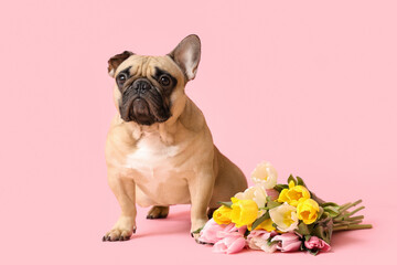 Poster - Cute French bulldog with tulips on pink background. International Women's Day