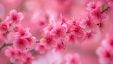 Fototapeta Kwiaty - Close-up of cherry blossoms against a backdrop of a vibrant pink canopy, celebrating spring.