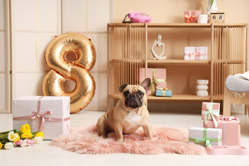 Wall Mural - Cute French bulldog with gifts, tulips and air balloon in shape of figure 8 at home. International Women's day