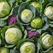 Group of cabbages isolated on white background