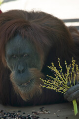 Wall Mural - Orangutans are the largest arboreal mammal, spending most of their time in trees. Long, powerful arms and grasping hands and feet allow them to move through the branches.