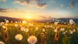Dandelion field in rural landscape at sunrise. beautiful nature scenery with blooming weeds in morning light. clouds on the sky above the distant mountain