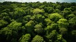 Aerial view of a lush, green forest canopy