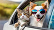 © Mariusz Blach - Funny portrait of cat and dog in sunglasses in the car on road trip. Travel concept