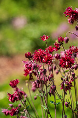 Wall Mural - Aquilegia vulgaris, commonly known as the common columbine