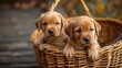 Two adorable puppies peering out from a wicker basket. charming pet portrait perfect for animal enthusiasts. cozy and cute scene. AI