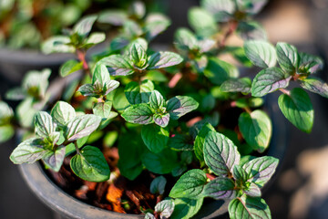 Wall Mural - Black mint growing in organic farm