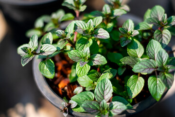 Wall Mural - Black mint growing in organic farm