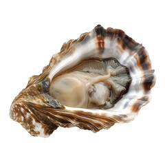 Sticker - Oyster shell, transparent background, isolated image, generative AI