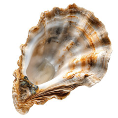 Sticker - Oyster shell, transparent background, isolated image, generative AI