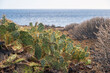 Closeup of a cactus plant with long thorns on sunny beach in Canary Islands