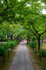  新緑の美しい初夏の真如堂境内の風景