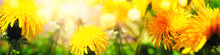 Abstract Colored Spring Bright Background With Blooming Dandelions In The Grass With Bokeh Effect.