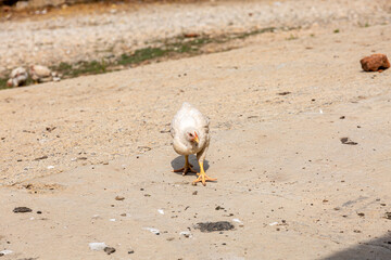 Wall Mural - Chicken on the street in the village