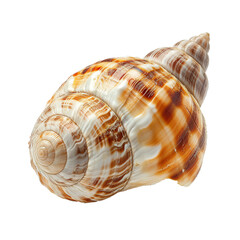 Sticker - Sea snail shell, transparent background, isolated image, generative AI