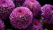 close up of purple flower   high definition(hd) photographic creative image