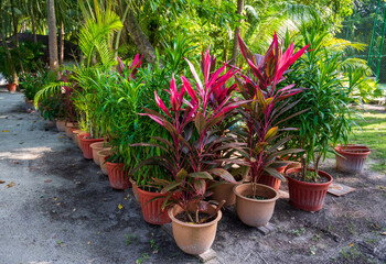 Canvas Print - Colorful green and purple leafy plants in orange caps.