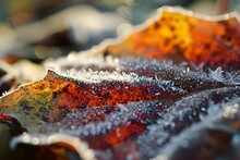 A Close Up Of A Leaf Covered In Frost