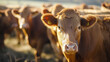 Kuh auf der Weide mit Ohrenmarkierung schaut in die Kamera vielleicht Bio Rind
